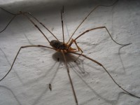 /album/pokirtas/pokirtas-pest-megye-jpg/